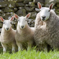 Rosie's Supersize Wool Batt - Cheviot -BEKA Shop FA 610b 10340.1666273232