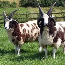 Rosie's Supersize Wool Batt - Grey Jacob -BEKA Shop Jacob Sheep 76107.1666275320