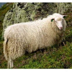 Rauma Ryegarn Norwegian Rug Yarn -BEKA Shop Spaelsau Sheep 25752.1566753192