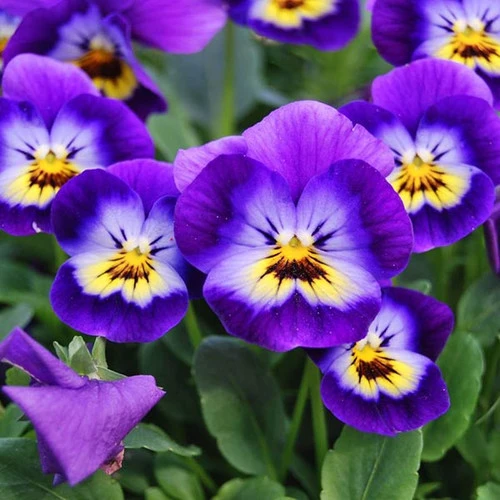 NORO Viola Yarn 4 NORO Viola Yarn - Image 2