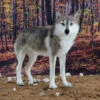 World Of Wool Felting Kit - Winston The Wolf -BEKA Shop WOW WNFK 99565.1570209695