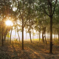 Saddle Seat Stool 11 Saddle Seat Stool -BEKA Shop rubber plantation 00883.1543861201