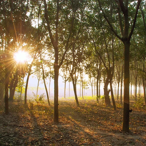 Saddle Seat Stool 7 Saddle Seat Stool - Image 5